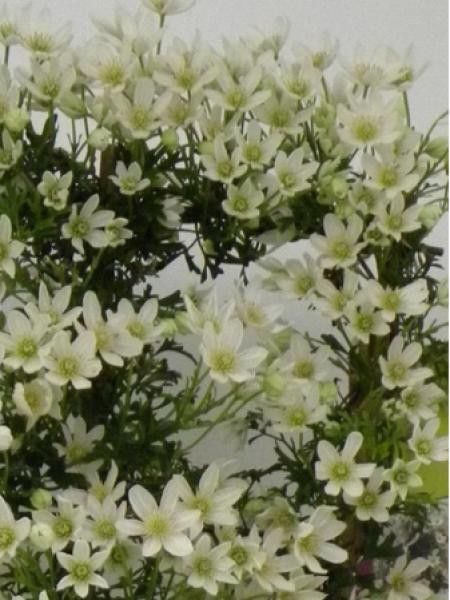 Clématite 'Tai Yang'