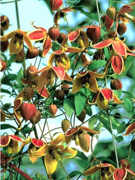 Clématite tangutica 'My Angel®'