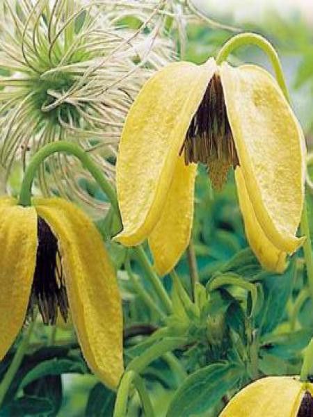 Clématite tangutica 'Radar Love'