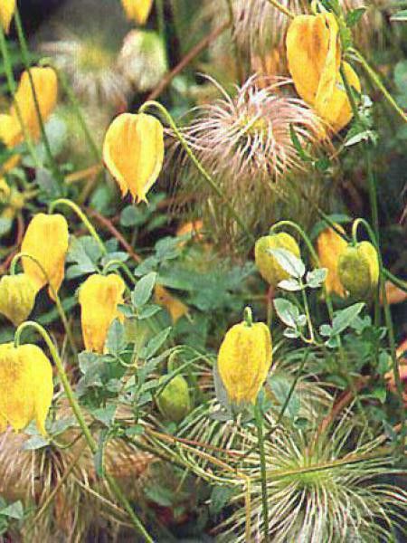 Clématite tangutica