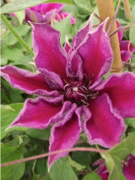 Clématite 'Temptation'® 'Zotemp'