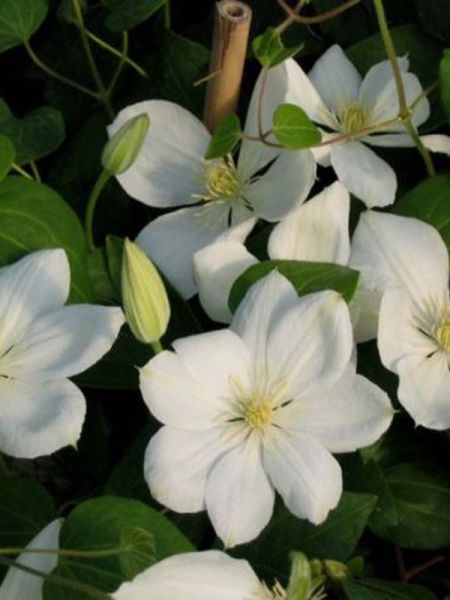 Clématite 'The Bride'