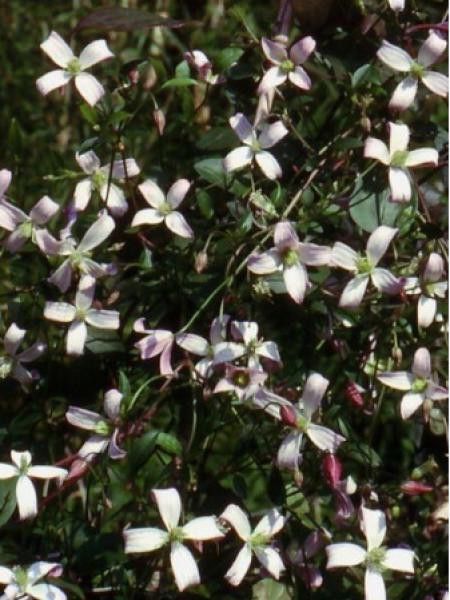 Clématite 'Tranquility®'