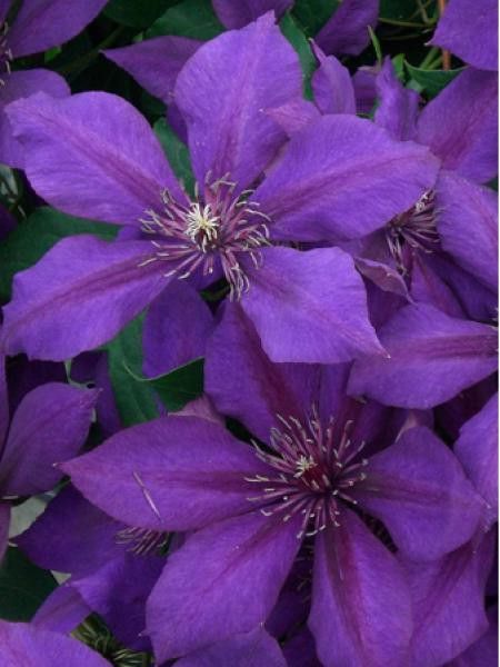 Clématite 'Versailles™'