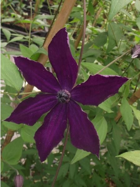 Clématite 'Victor Hugo™'