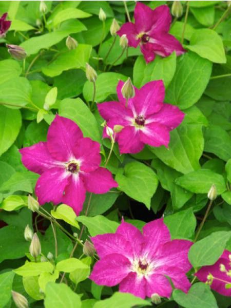 Clématite 'Viva Polonia®'