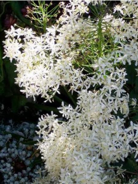 Clématite vivace 'Purpurea'