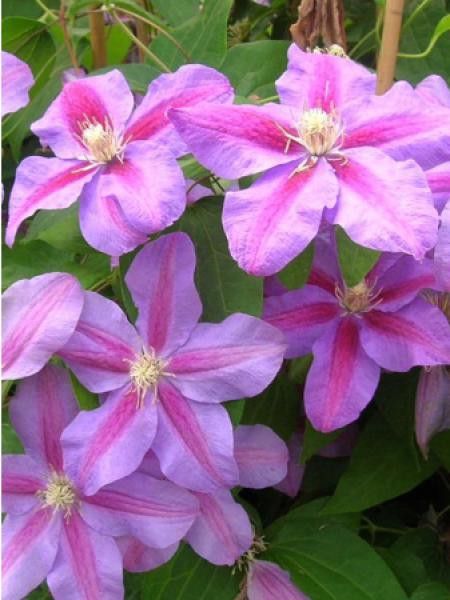 Clématite 'Vivienne Beth Currie'
