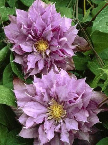 Clématite 'Vyvyan Pennell'