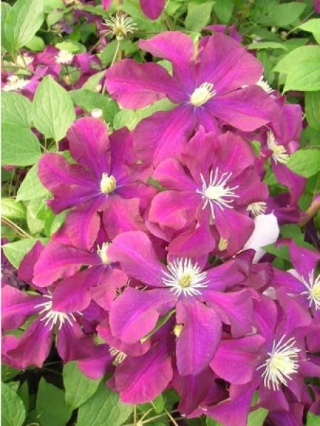 Clématite 'Warsaw Nike'