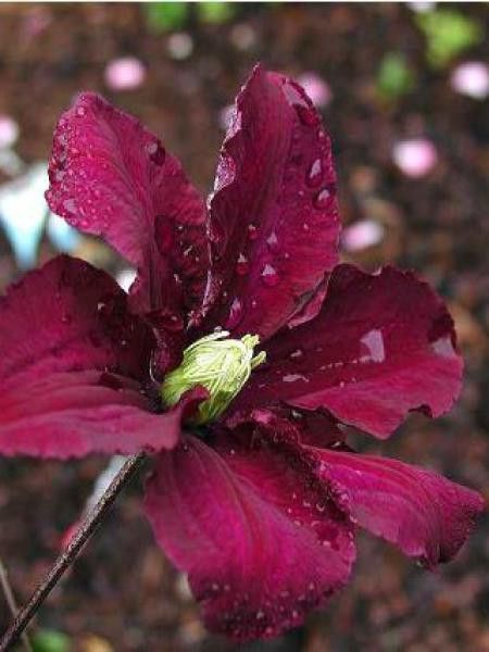 Clématite 'Warszawska Nike'