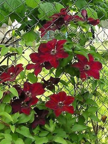 Clématite 'Wester Platte'