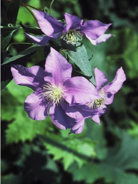 Clématite 'Will Goodwin'