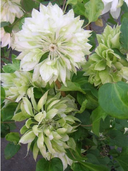 Clématite 'Yukiokoshi'