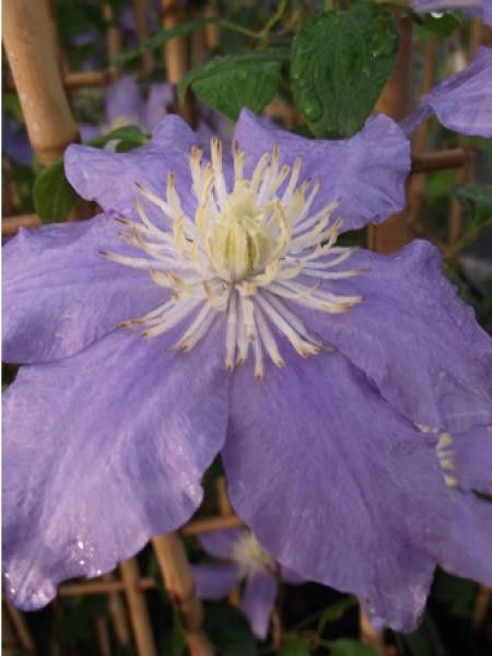 Clématite 'Zara™'