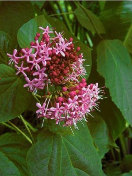 Clérodendron fétide