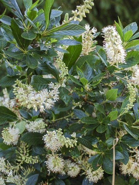 Clethre nain 'Hummingbird'