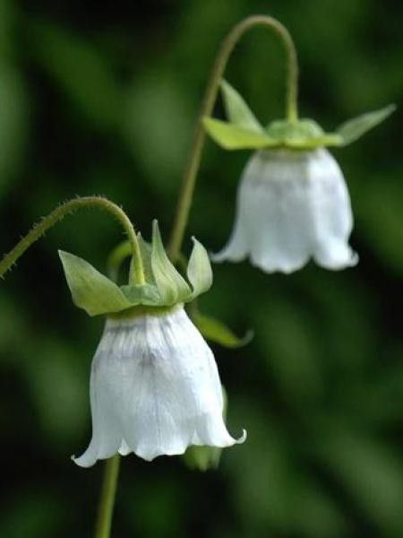 Codonopsis clematidea 