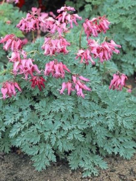 Coeur de Marie 'Candy Hearts'