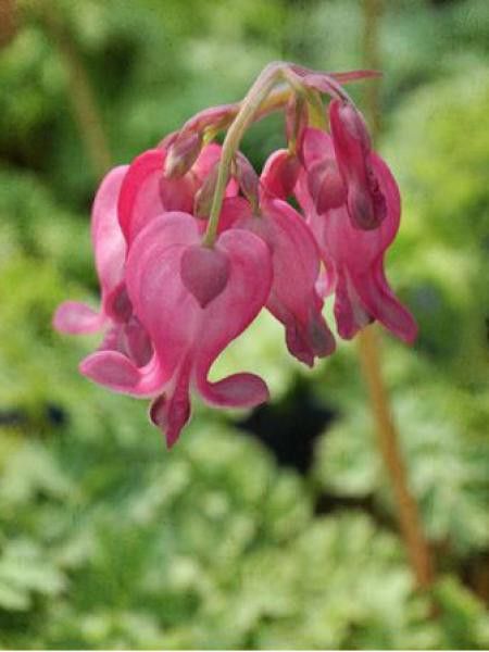 Coeur de Marie de Formose 'Adrian Bloom'