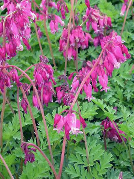 Coeur de Marie de Formose 'Bacchanal'
