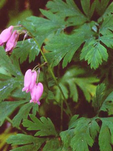 Coeur de Marie de Formose