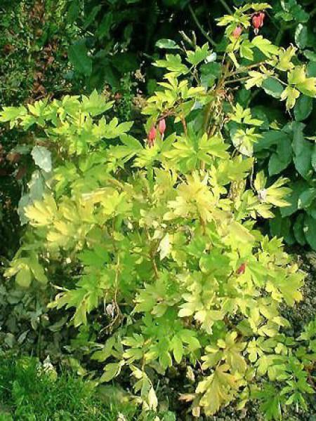 Coeur de Marie 'Gold Heart'