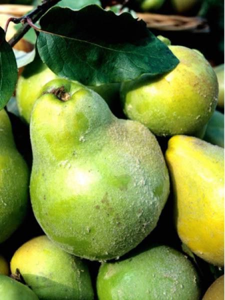 Cognassier commun 'Du Portugal'