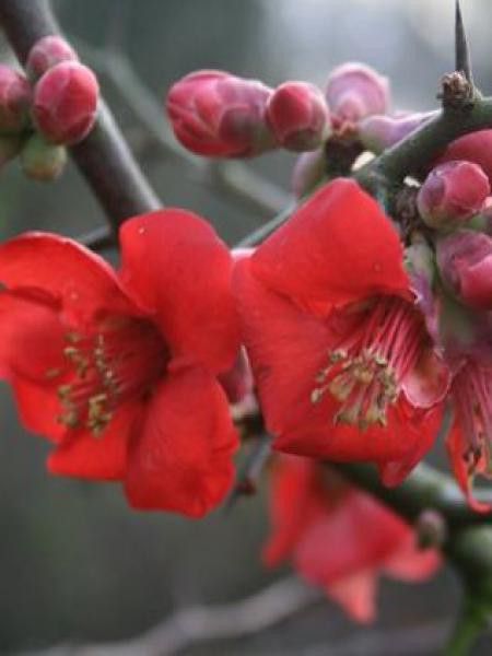Cognassier du Japon 'Etna'