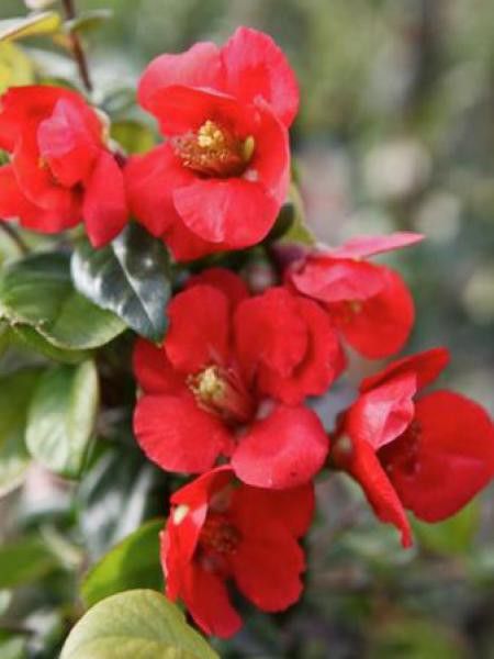 Cognassier du Japon 'Fascination'