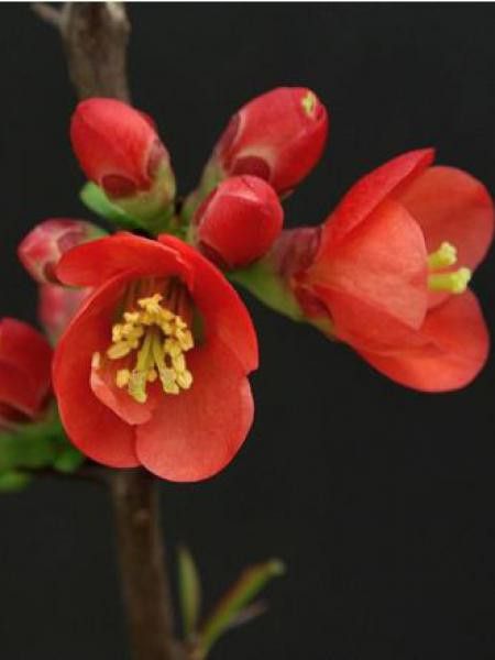 Cognassier du Japon 'Fire Dance'