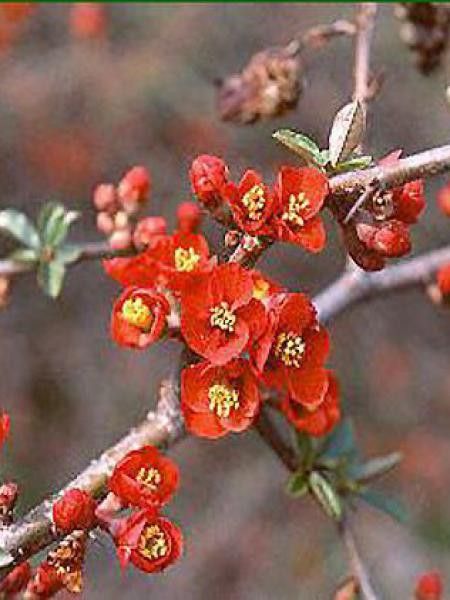 Cognassier du Japon 'Hollandia'