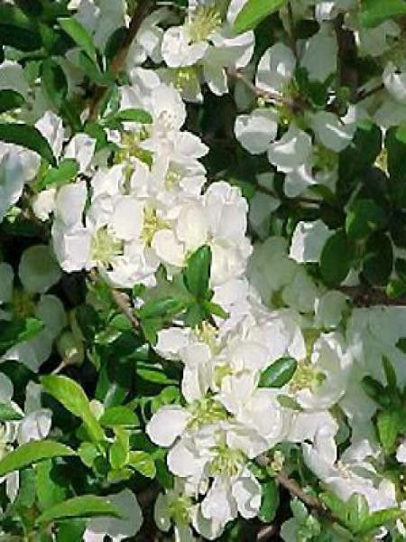 Cognassier du Japon 'Jet Trail'