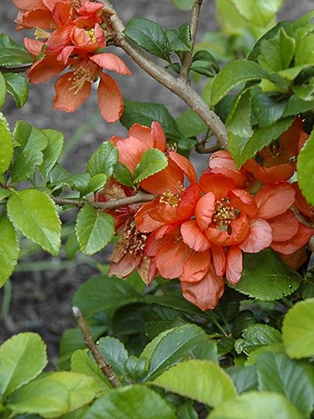 Cognassier du Japon 'Orange Beauty'