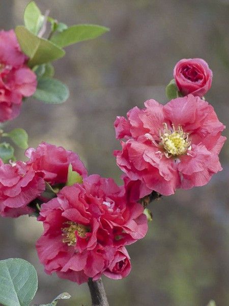 Cognassier du Japon 'Pink Storm'