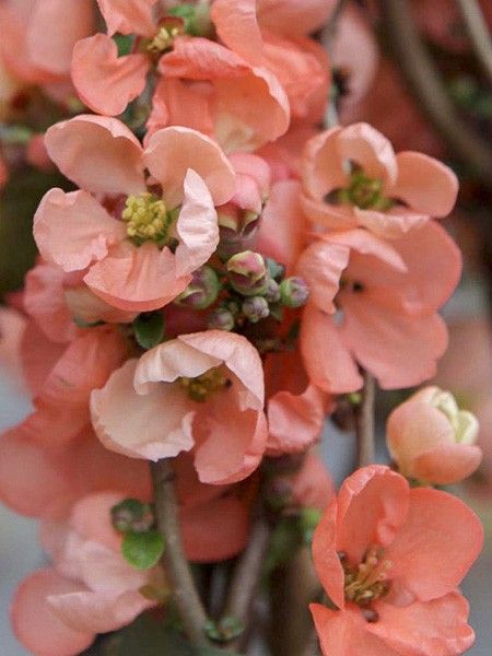 Cognassier du Japon 'Salmon Horizon'