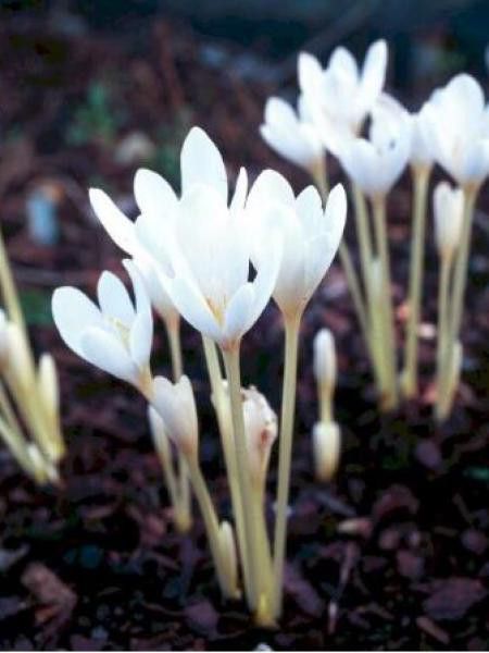 Colchique d'automne 'Album'