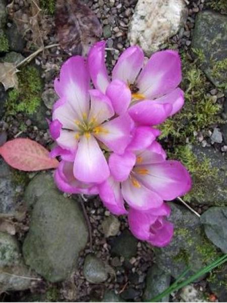 Colchique d'automne 'Dick Trotter'