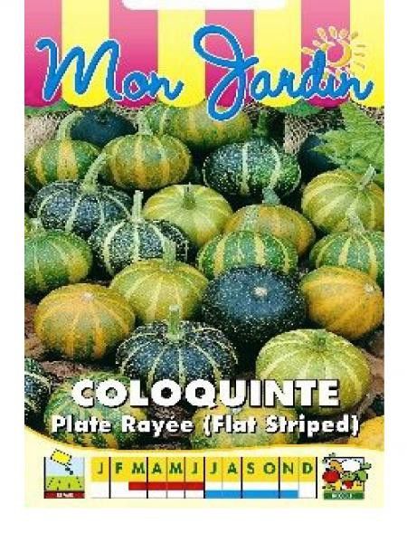Coloquinte 'Plate rayée'