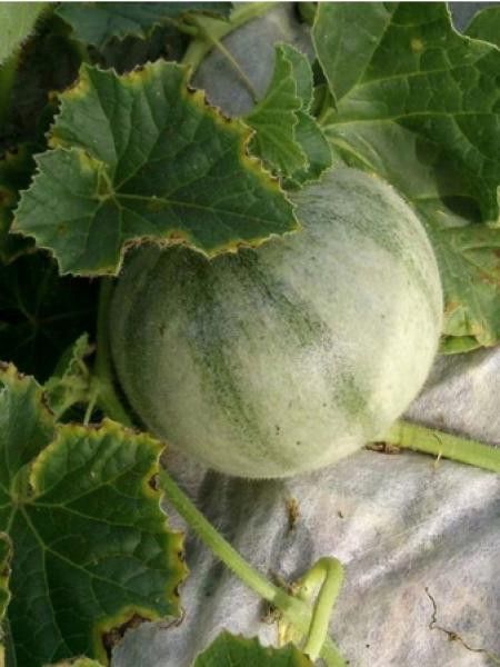 Melon 'Cantaloup charentais'