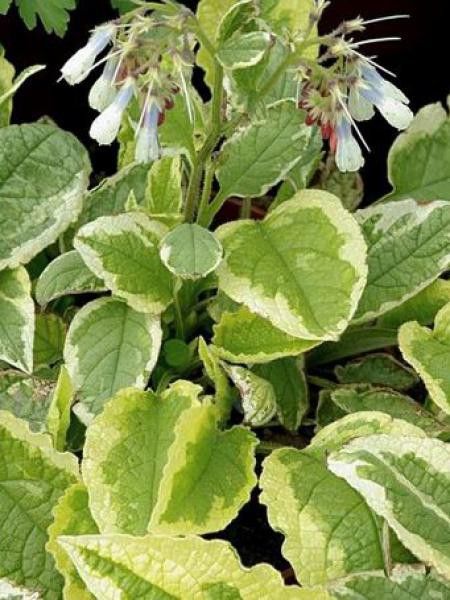 Consoude à grandes fleurs 'Goldsmith'