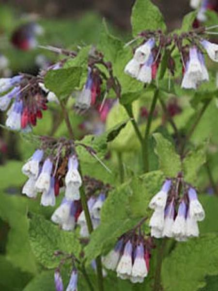 Consoude à grandes fleurs 'Sky Blue Pink'
