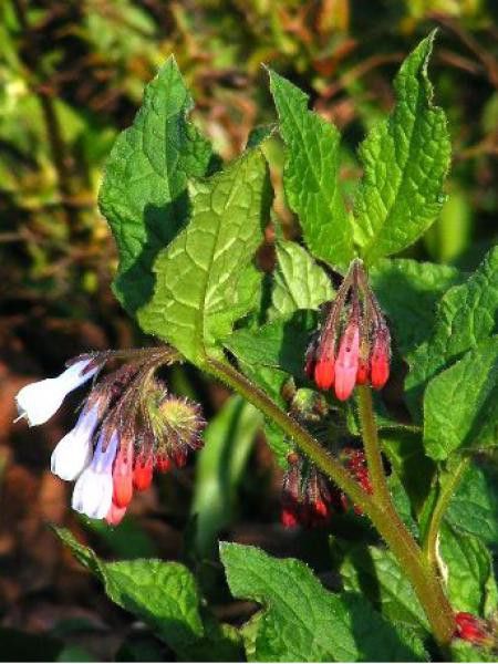 Consoude à grandes fleurs 'Wisley Blue'