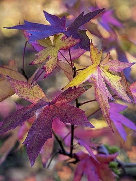 Copalme d'Amérique 'Andrew Hewson'
