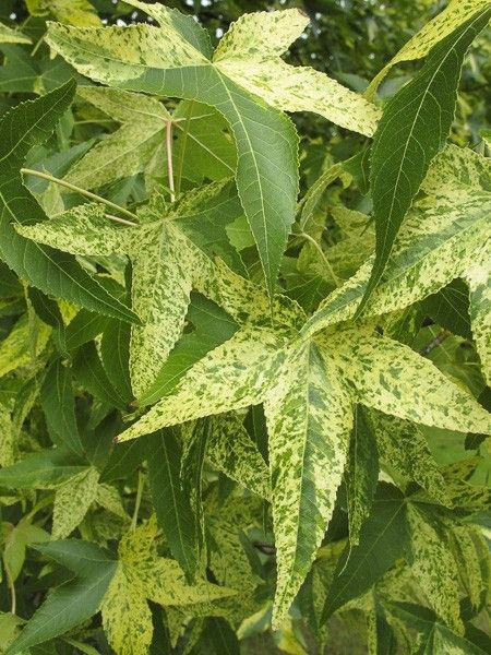 Copalme d'Amérique doré