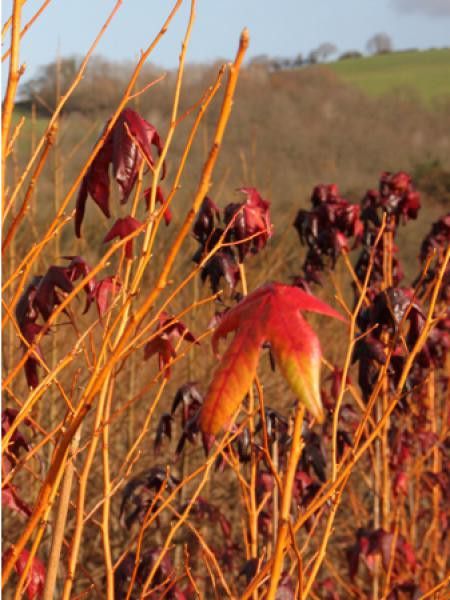 Copalme d'Amérique 'Golden Sun'