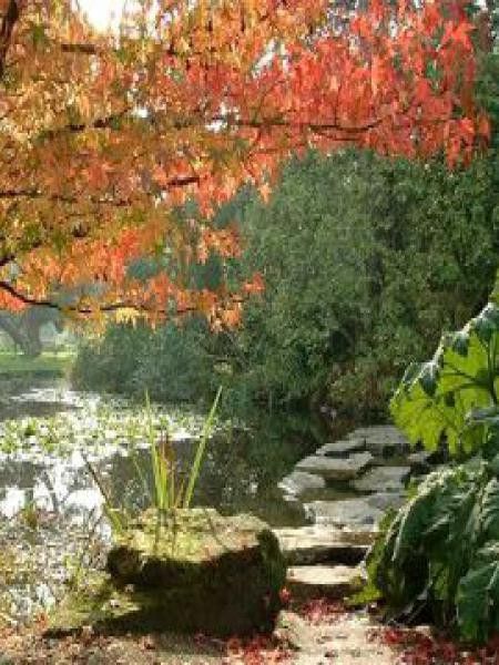 Copalme d'Amérique 'Lane Roberts'