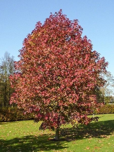 Copalme d'Amérique 'Palo Alto'