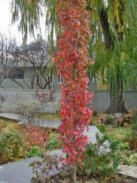 Copalme d'Amérique 'Slender Silhouette'