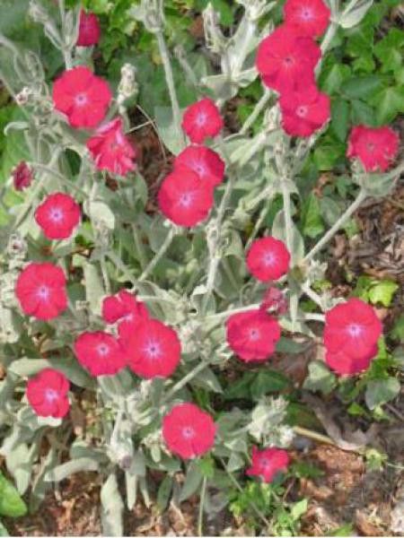 Coquelourde des jardins 'Coccineus'